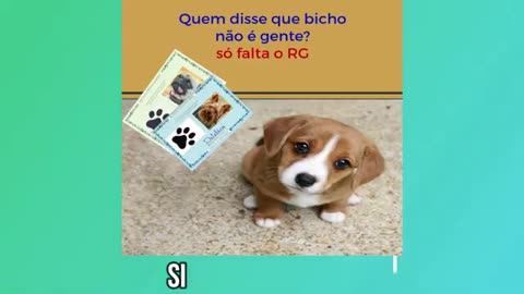 Vídeos engraçados de animais parte 3