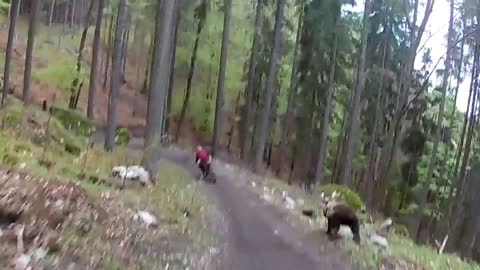 Bear attack on biker