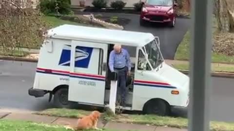 dog waiting for the mailman everyday 💙💜so cute