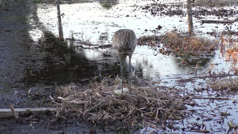 Sandhill crane in a nest taking care of its eggs