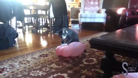 cat vs baloon