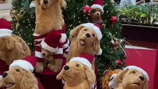 Golden Imposter Infiltrates Christmas Display