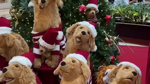 Golden Imposter Infiltrates Christmas Display