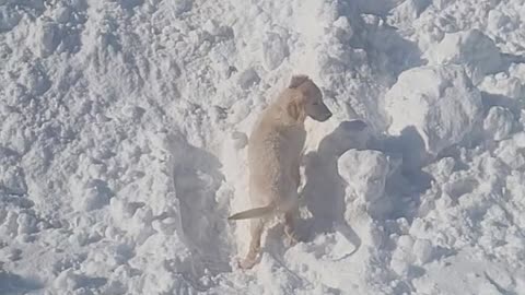 Goldendoodle first Noreaster