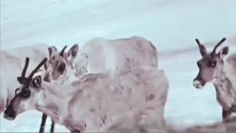 Unbelievable Bird & Caribou Battle with Nature