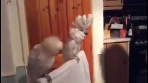 WATCH : Head Bagging Parrot on a Playing Guitar will surprise you