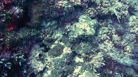Lightening Creatures Around Underwater Coral Reafs