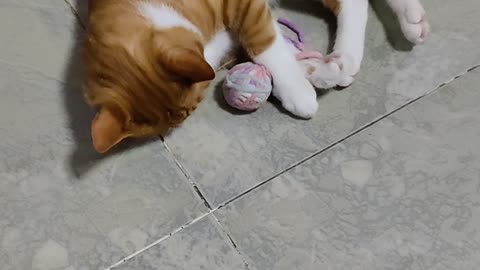 kitten playing with ball