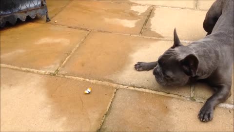 Funny French Bulldogs