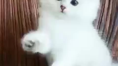 Cute beautiful cat