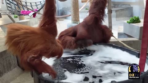 Orangutans Hesty and Berani Get a Bubble Bath