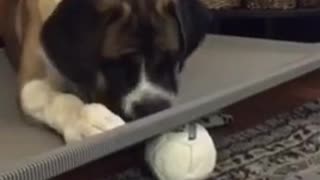 Dog tries to get ball under grey board