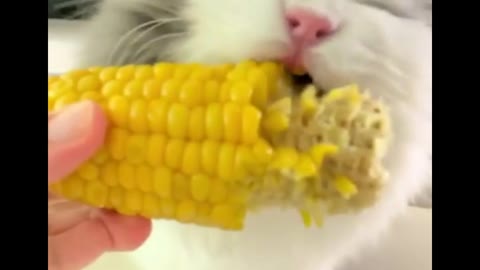 Сat eats corn