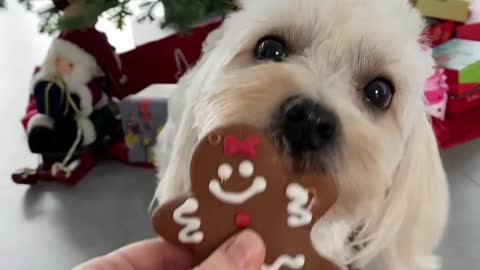 Dog that licks a gingerbread