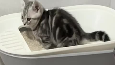 The Kitten In The Bathtub Is Pitiful.