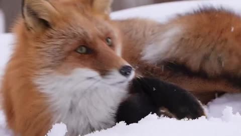 Red fox cuddles in the ice