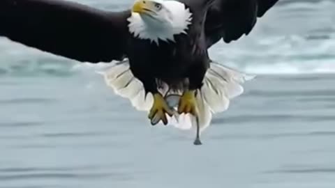What about an eagle?