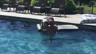 Big fluffy grey and white dog swimming in pool off of floatie