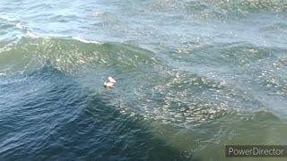 10,000 Mullet, 1 Pelican