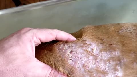 Dog Parasite: How to remove mango worms.