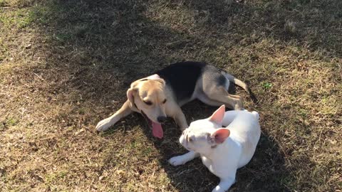 Doggy best friends reunite after months apart
