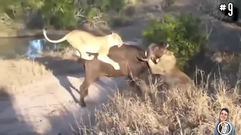 14 craziest animal fights caught on camera