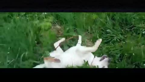 Cute dog tickling with the help of grass