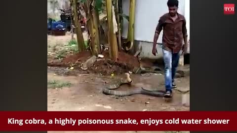 King cobra enjoys cold water shower 🐍🐍🐍