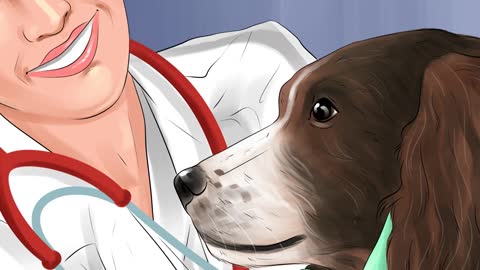 How to Treat a Dog through Stroke