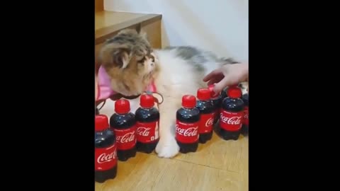 Best Funny Animals Compilation 2021, Try Not To Laugh