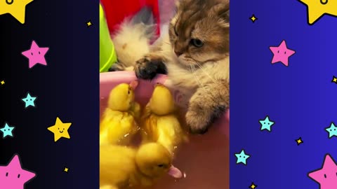 The Beautiful Cat Is Invited To Swim With The Duckling!