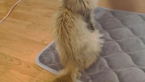 Baby cats - cat 🙀 and funny cat video Compilation #cats #dogs #shorts | Cat funny life