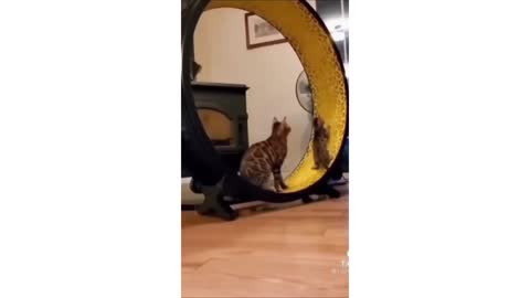 Cat Funny & Lashing video