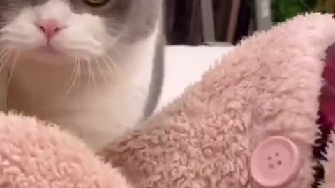 Funny-cat-videos-2021-/ -Funny-cats-compilation-(1)