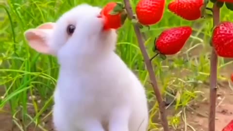 "Cute Bunny Munching on a Strawberry"