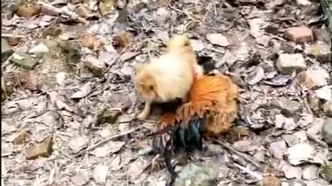 Chicken VS Dog Fight