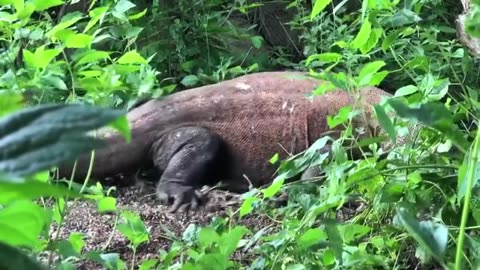 Komodo Dragon Swallows goats submerged in river water