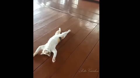 Omg So Cute Cats Best Funny Cat Videos 2022