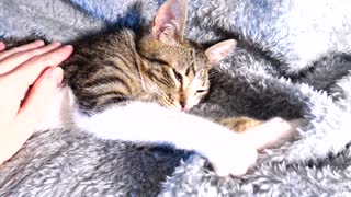 Sweet Kitten Purrs and Makes Biscuits