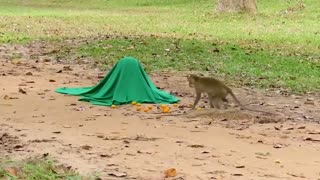 FAKE TIGER PRANK ON MONKEY | DOG PRANK | DOG VS TIGER PRANK | FAKE TIGER PRANK