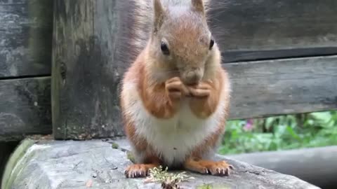 Kid video - Funny Squirrels for kids - lovely Squirrels for children - How to eat Animals