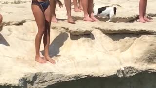 Little Jack Russel Terrier Performs Cliff Dive