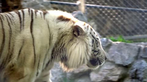 White adult tiger resting on a rock