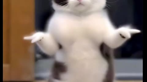 Cat dance