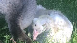 My Geese, Bert and Ernie. Two friends having a chat .