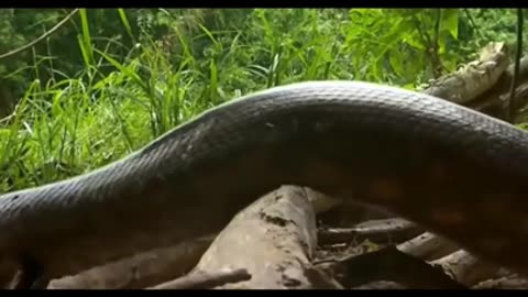 Amazing Giant Anaconda World's longest snake found in Amazon River #short #viral #snake #anaconda