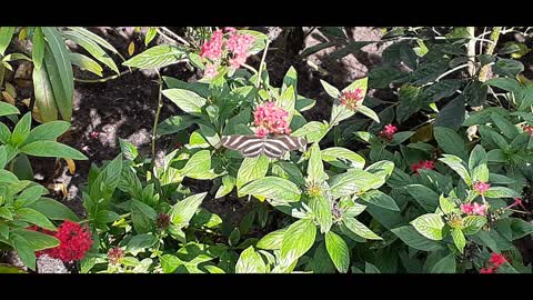 Bambi's Butterfly House at Epcot International Flower and Garden Festival