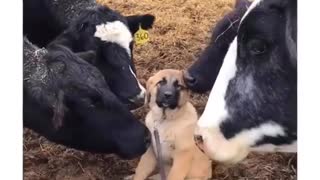 Puppy Gets Swarmed With Kisses From Various Farm Animals