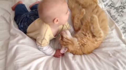 Cute Cats Meeting Babies for the FIRST Time ever