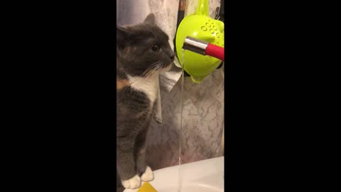 Cat funny drinking water